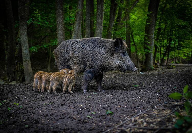 Een moeder zwijn met haar kleintjes. Jonge of eenjarige wilde zwijnen heten biggen of frislingen.